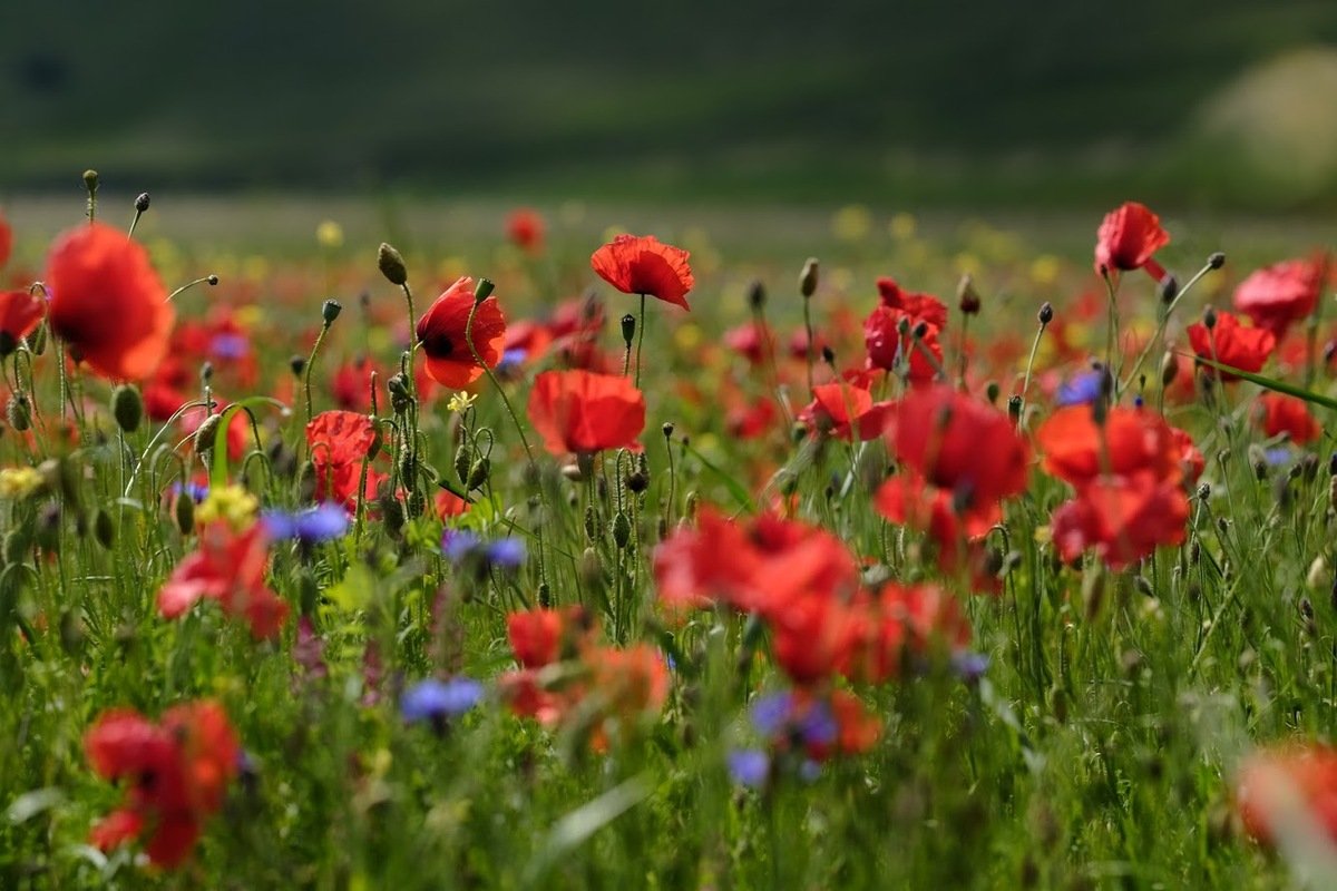 La fiorita a Castelluccio di Norcia